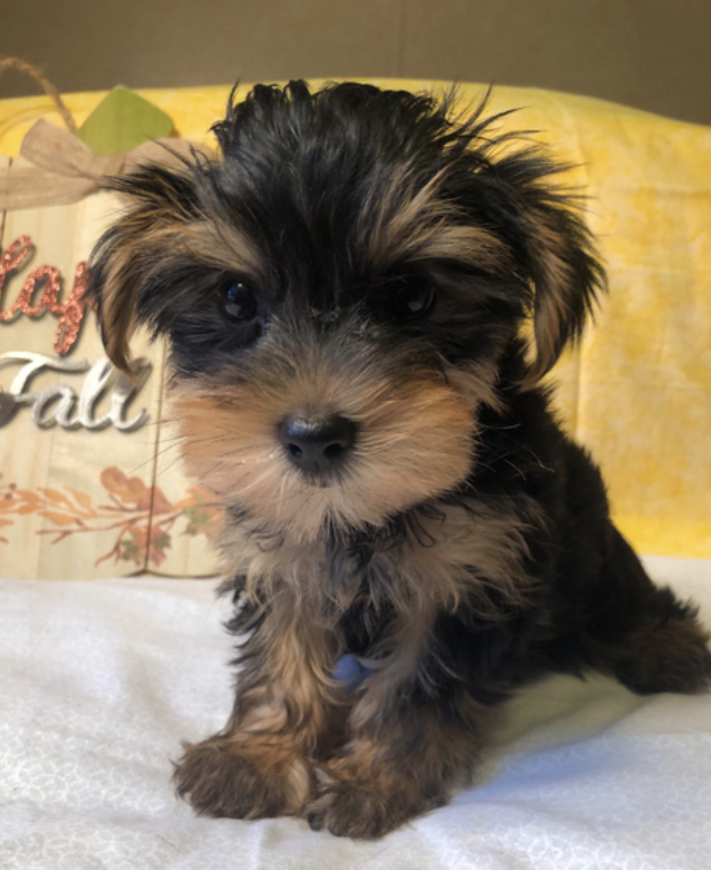 comprar cachorros sanos, baratos y asequibles para la venta